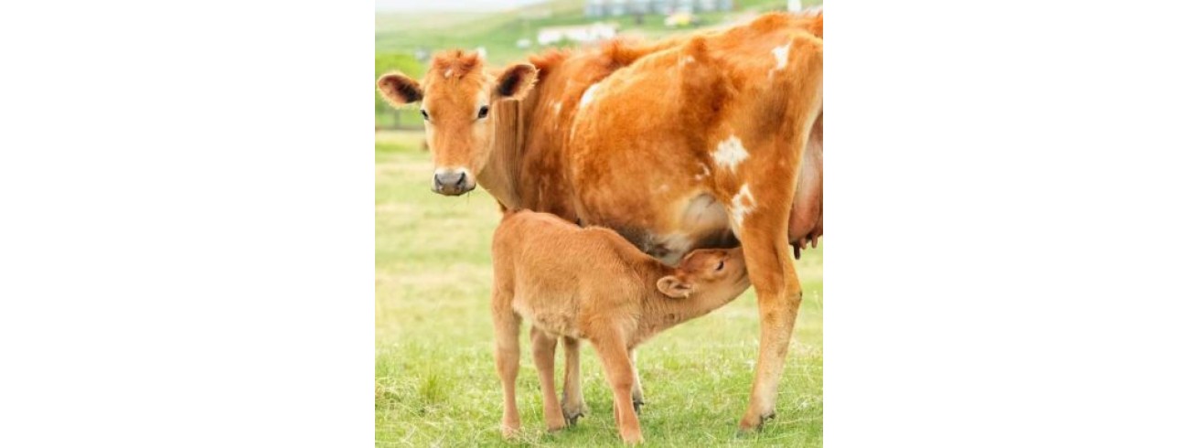 ΠΡΩΤΟΓΑΛΑ (COLOSTRUM)