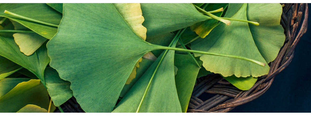 Gingko Biloba - Το φυτό με ιστορία χιλιετιών