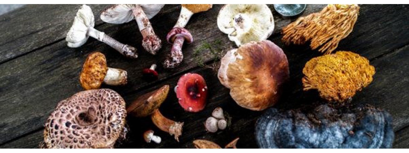 Η μαγεία των μανιταριών